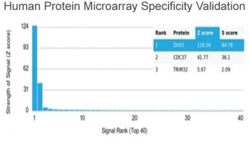 ZHX3 antibody