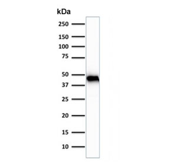 Actin antibody