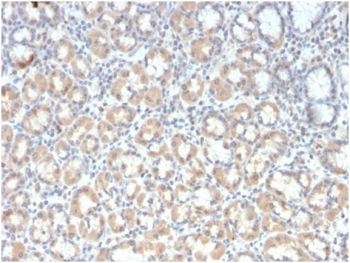 MUC3 antibody