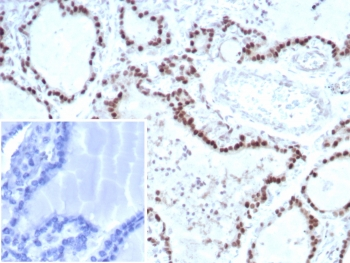 TFE3 Antibody / Transcription factor E3