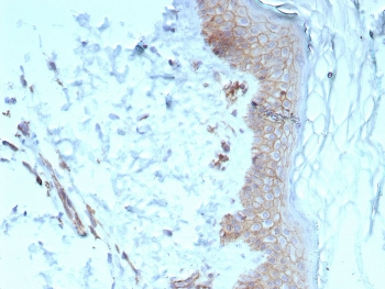 Pan-Cadherin Antibody