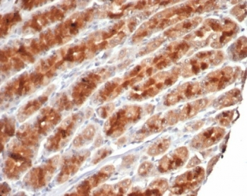 c-Myc Antibody