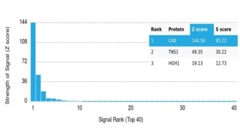 CA8 Antibody / Carbonic Anhydrase VIII