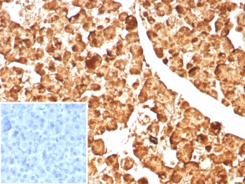 Carboxypeptidase A1 Antibody / CPA1