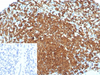 CD74 Antibody
