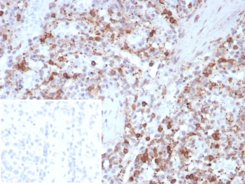 SPARC Antibody / Osteonectin