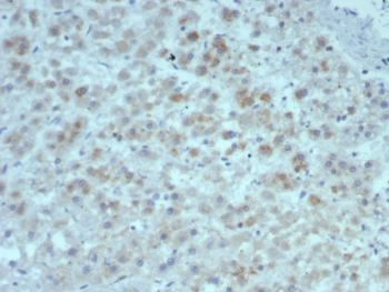 IL15 Antibody