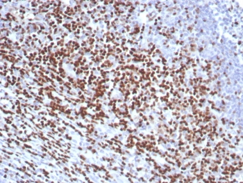 LEF1 Antibody / Lymphoid enhancer-binding factor 1 / TCF1 alpha