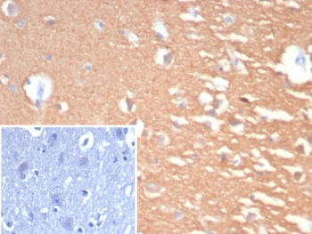 PGP9.5 / UchL1 Antibody