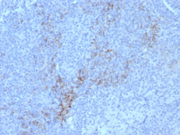 CD10 Antibody / Neprilysin