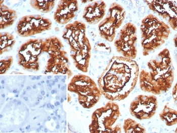 CD10 Antibody / Neprilysin