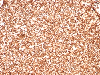 Histone H1 Antibody