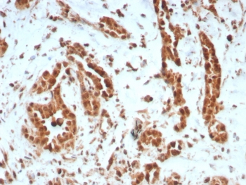 BAP1 Antibody / BRCA1-Associated Protein 1