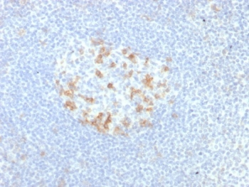 PDCD1 Antibody / PD-1 / PD1