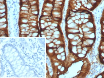 Villin Antibody