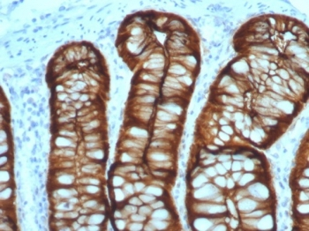 Villin Antibody