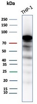 SATB2 Antibody