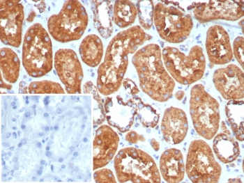 HSP60 Antibody