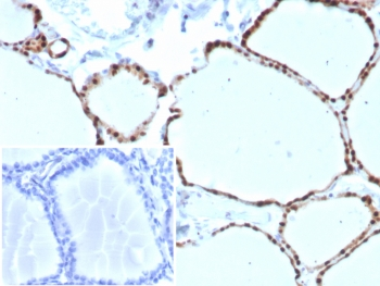 PAX8 Antibody