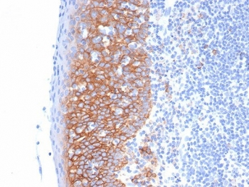 Syndecan-1 Antibody / CD138
