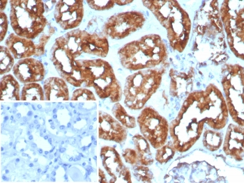 FABP3 Antibody