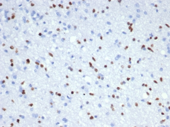 OLIG2 Antibody