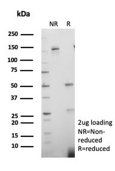 PCNA Antibody