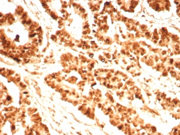 PCNA Antibody