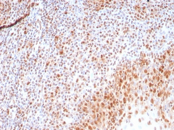 PCNA Antibody