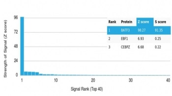 BATF3 Antibody / SNFT