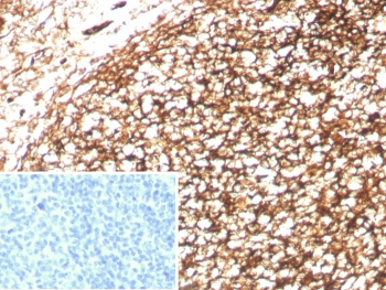 CD35 Antibody / CR1