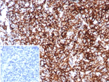 CD35 Antibody / CR1