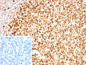 PCNA Antibody