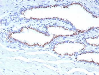 Prostein Antibody / SLC45A3