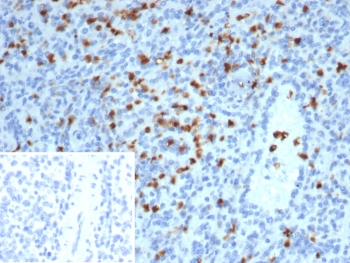S100A13 Antibody