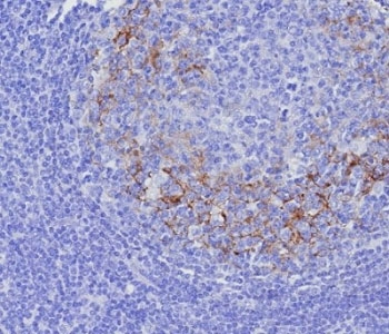 CD23 Antibody