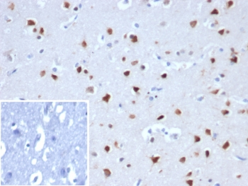 NeuN Antibody / Fox3 / Rbfox3