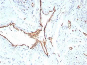 CD31 Antibody / PECAM-1