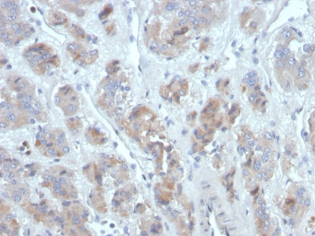 PARC Antibody / CCL18