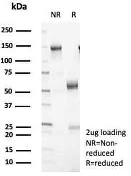14-3-3 epsilon Antibody / YWHAE
