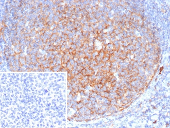 CD11b Antibody / MAC-1