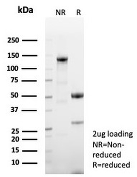 p57 Antibody / p57Kip2