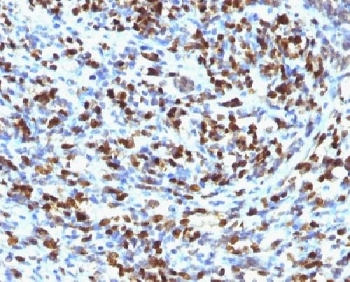 Myogenin Antibody / MYOG