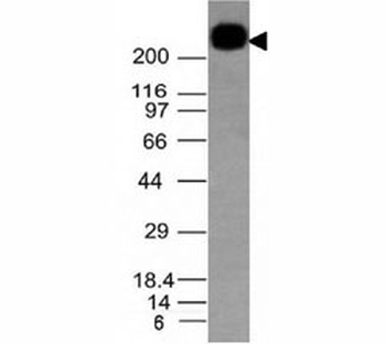 CD45RB Antibody (B-cell marker)