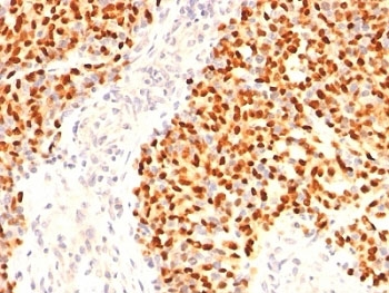 Myogenin Antibody / MYOG