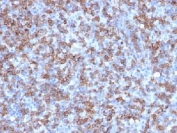 CD8A Antibody