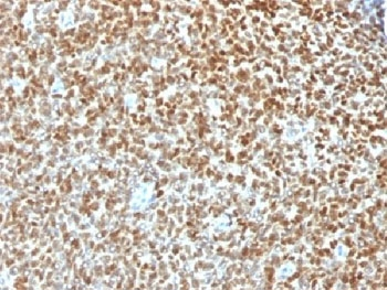 NKX2.2 Antibody