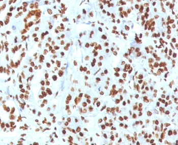 Histone H1 Antibody