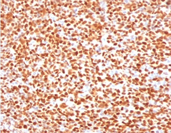 OCT-2 Antibody / POU2F2