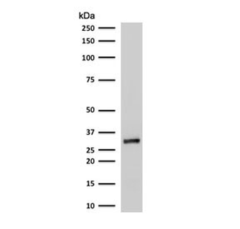 RPA32 Antibody / Replication Protein A2